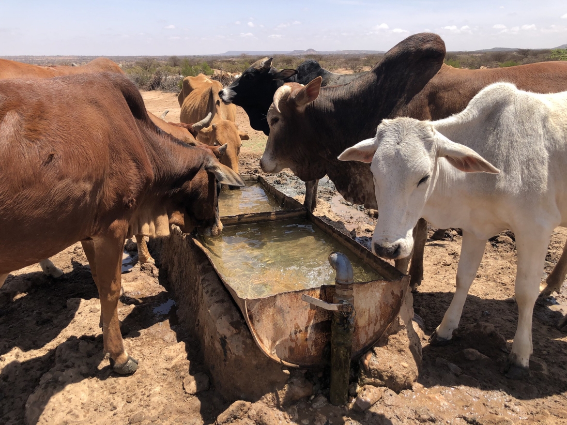 Investing profitably in Somalia