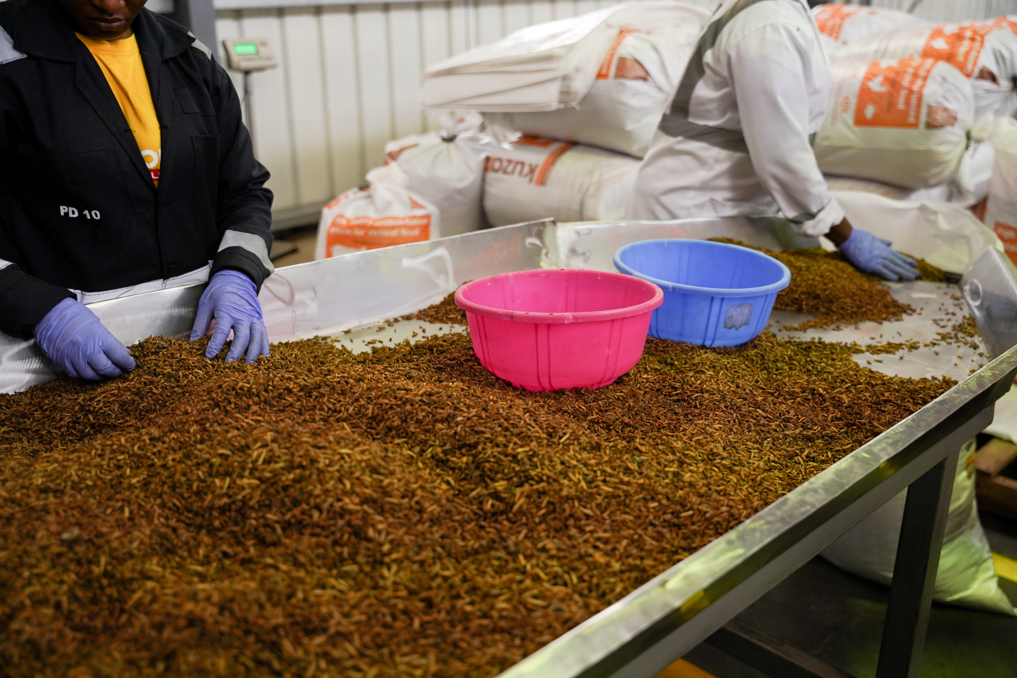 Woman working in factory with dried larvae. Photo: Indigo Trigg-Hauger/Norfund