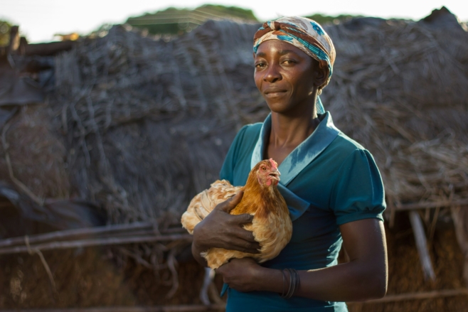 Norfund investerer i en av Vest-Afrikas største fjørfeprodusenter