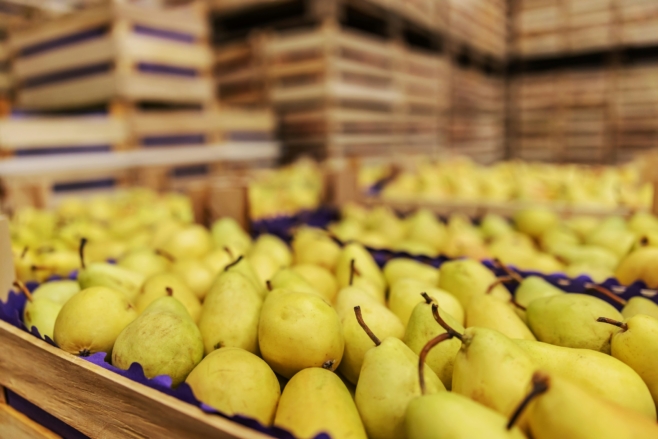 Norfund invests in canned fruit processor in South Africa